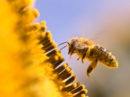 Apiterapia – leczenie produktami pszczelimi