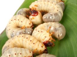 Larwoterapia – leczenie larwami