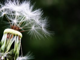 alergia